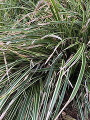 Liriope spicata
