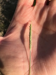 Alopecurus carolinianus