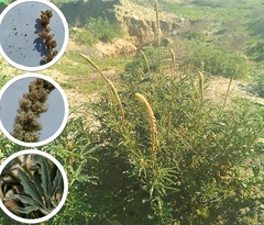 Reseda aucheri