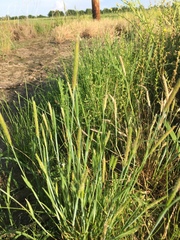 Alopecurus carolinianus