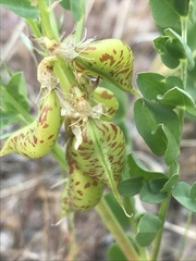 Astragalus beckwithii