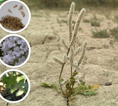 Psylliostachys spicata