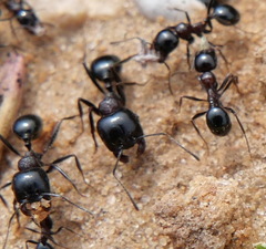 Messor ebeninus