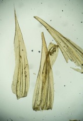 Tomentypnum nitens
