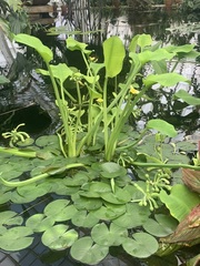 Limnocharis