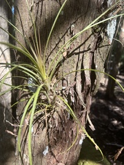 Tillandsia balbisiana