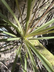 Tillandsia balbisiana
