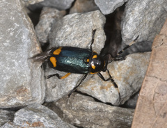 Rhombosternus saundersi