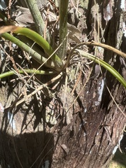 Tillandsia balbisiana