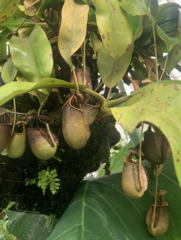 Nepenthes bicalcarata