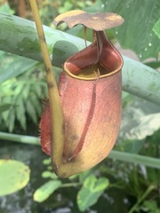 Nepenthes bicalcarata