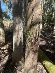 Tillandsia balbisiana