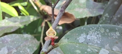 Orophea thomsonii