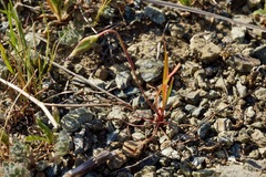 Microseris douglasii douglasii