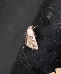 Acantholipes juba