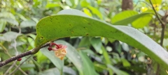 Orophea thomsonii