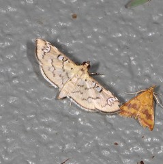 Cotachena hicana