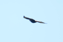 Buteo brachyurus
