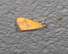 Hyalobathra brevialis