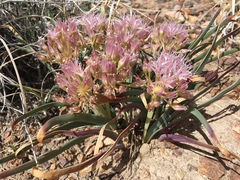 Allium anceps
