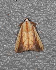 Xanthodes emboloscia