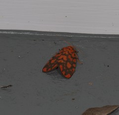 Miltochrista quadrilineata