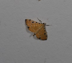 Notarcha polytimeta