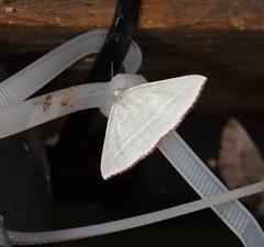 Oenochroma infantilis