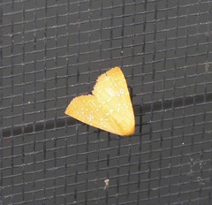 Rivula everta