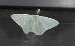 Thalassodes dorsilinea