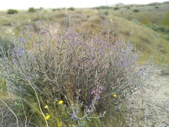 Teucrium oliverianum