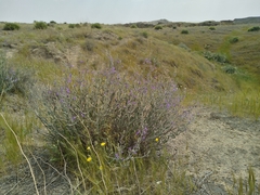 Teucrium oliverianum