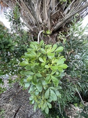 Pseudopanax lessonii