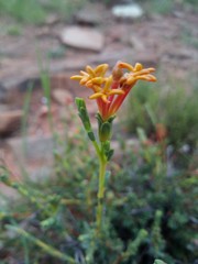 Lasiosiphon meisnerianus