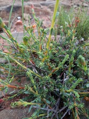 Lasiosiphon meisnerianus