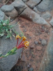 Lasiosiphon meisnerianus