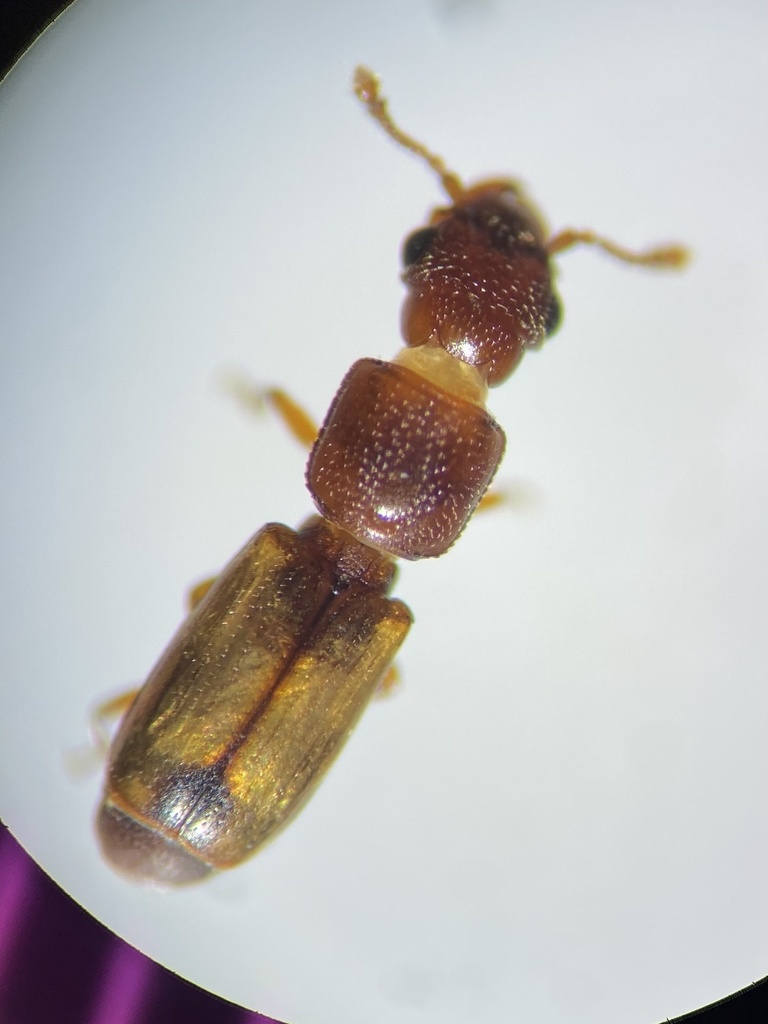 Europs pallipennis