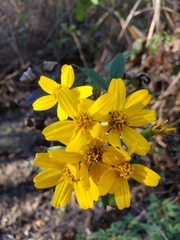 Tagetes lemmonii