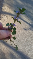 Glechoma hederacea