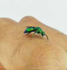 Chrysis angolensis