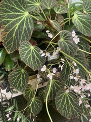 Begonia chloroneura