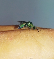 Chrysis angolensis