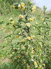 Thymelaea hirsuta