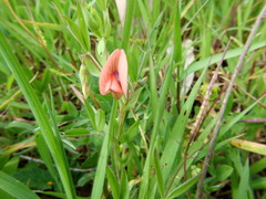 Lathyrus marmoratus