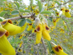 Anagyris foetida