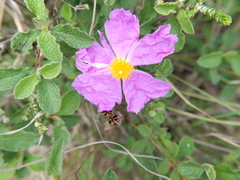 Cistus creticus