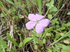 Erodium subintegrifolium