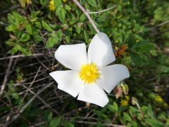 Cistus salviifolius