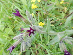 Anchusa undulata