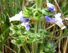 Salvia verbenaca